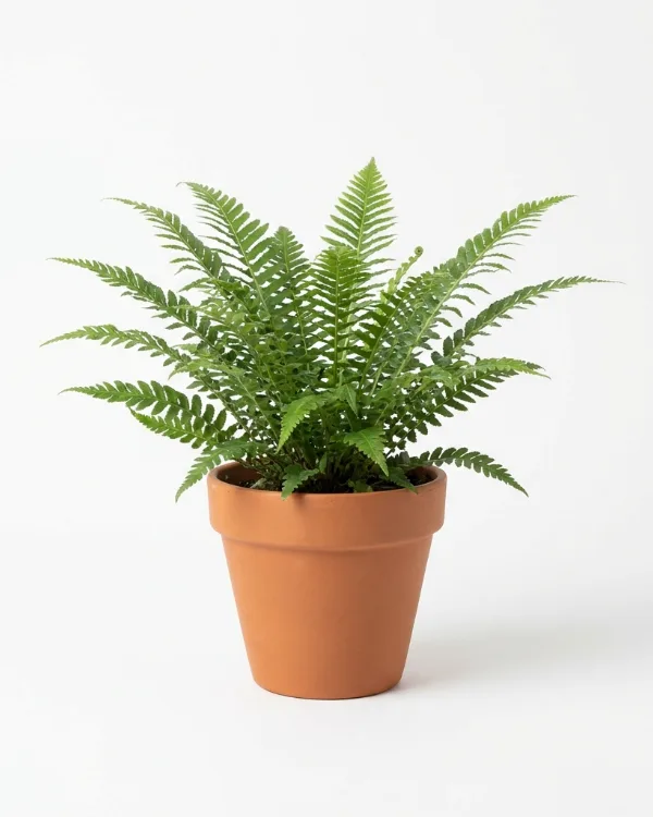 Kambräken — Blechnum spicant