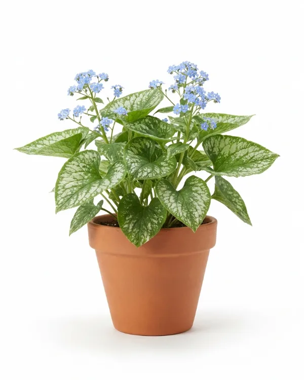 Kaukasisk förgätmigej — Brunnera macrophylla 'Betty Bowring'