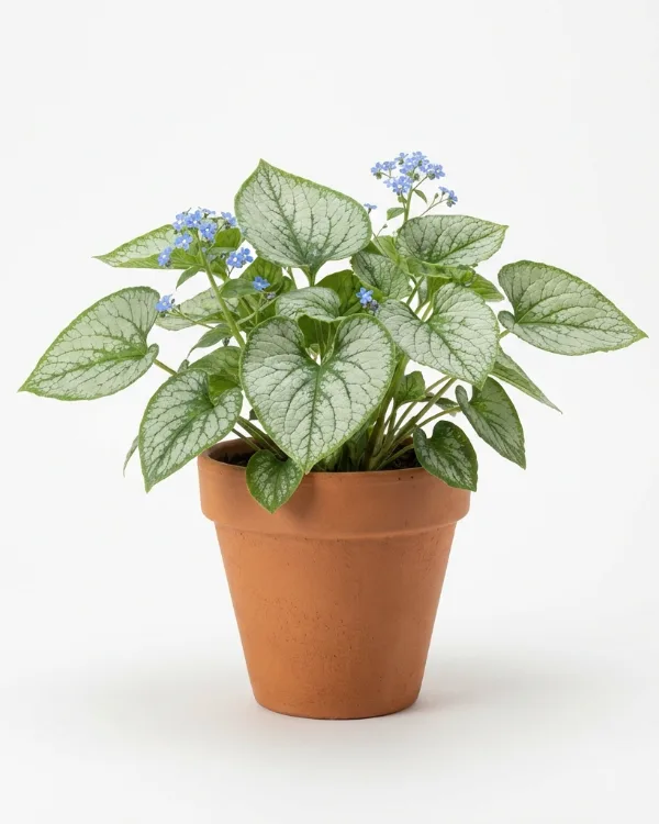 Kaukasisk förgätmigej — Brunnera macrophylla 'Jack Frost'