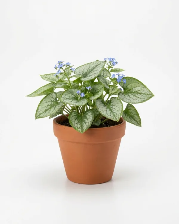 Kaukasisk förgätmigej — Brunnera macrophylla 'Mr Morse'