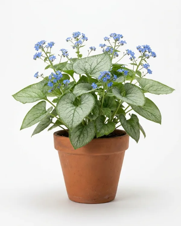 Kaukasisk förgätmigej — Brunnera macrophylla