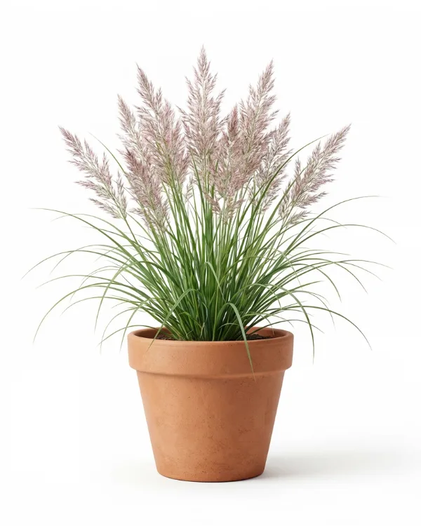 Diamantrör (liten kruka) — Calamagrostis brachytricha (liten kruka)