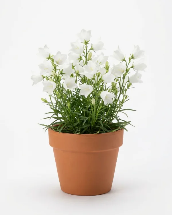 Stor blåklocka — Campanula persicifolia 'Alba'