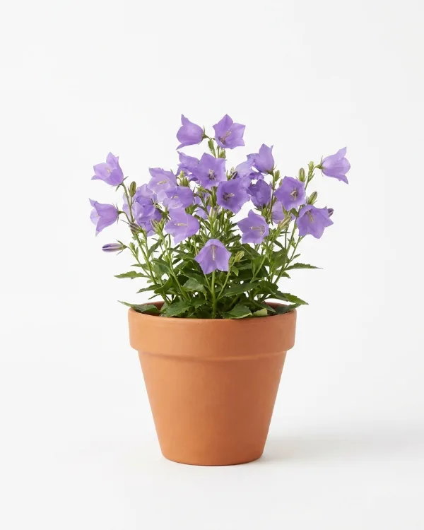 Stor blåklocka — Campanula persicifolia