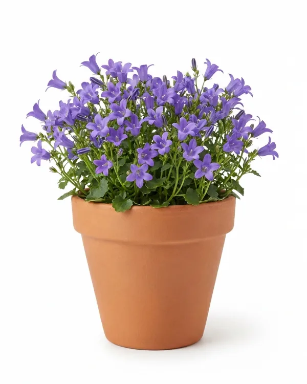 Murklocka — Campanula portenschlagiana