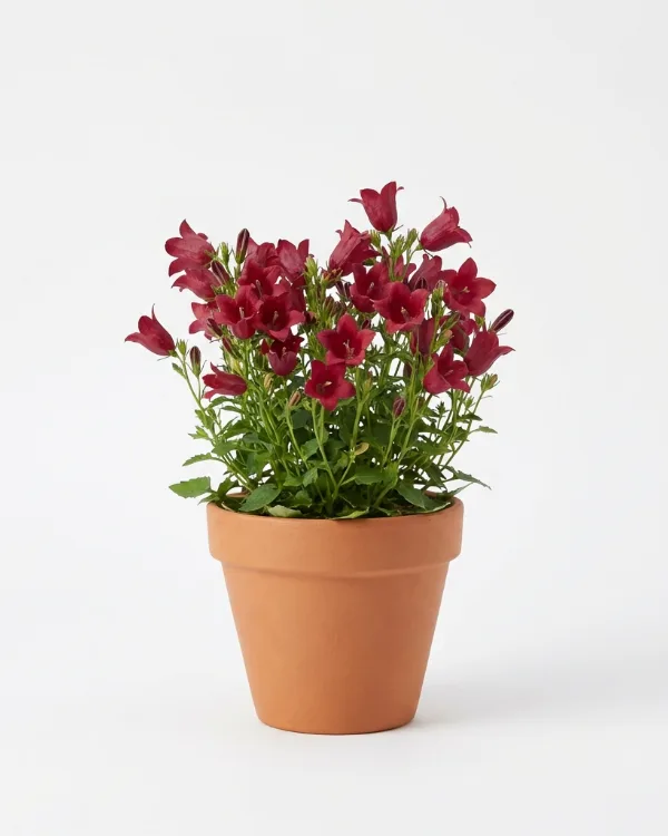 Liten blåklocka — Campanula rotundifolia