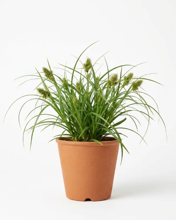 Spikklubbestarr — Carex grayi