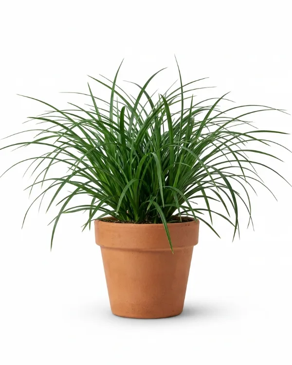 Japansk starr — Carex morrowii 'Irish Green'