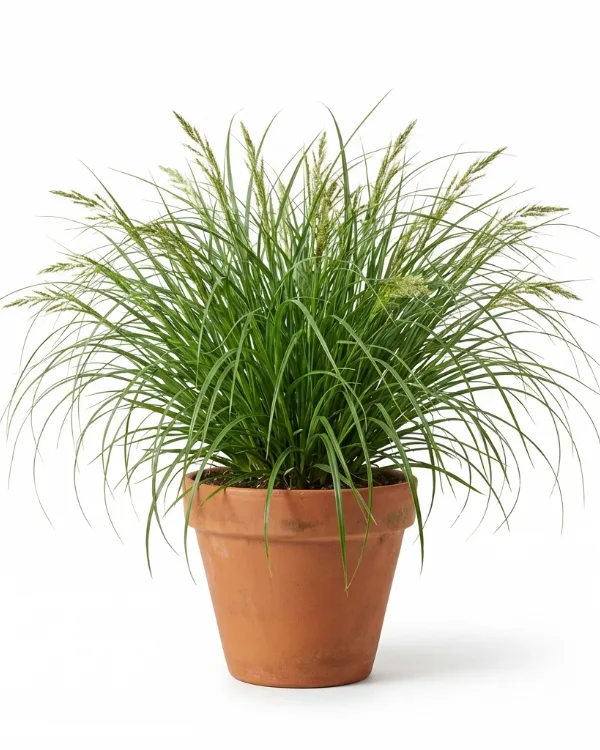 Palmstarr — Carex muskingumensis