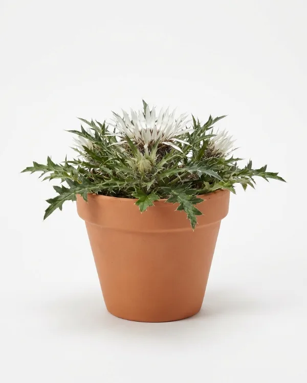 Silvertistel — Carlina acaulis caulescens