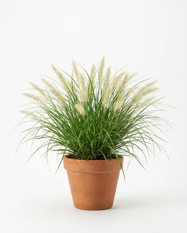 Lampborstgräs — Cenchrus alopecuroides 'Hameln' (Pennisetum)