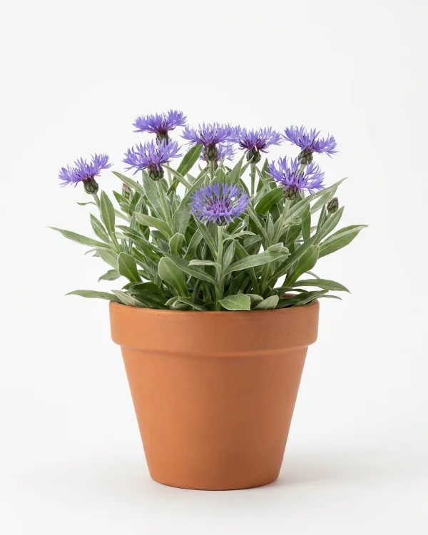 Bergklint — Centaurea montana 'Grandiflora'