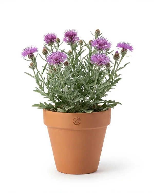 Väddklint — Centaurea scabiosa