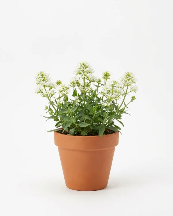 Pipört — Centranthus ruber 'Albus'