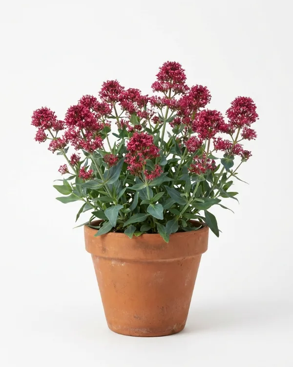 Pipört — Centranthus ruber 'Coccineus'