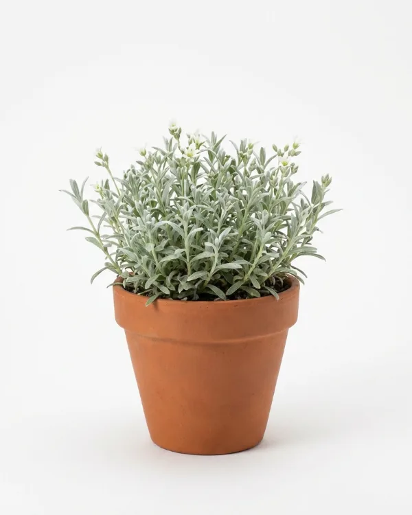 Silverarv — Cerastium tomentosum