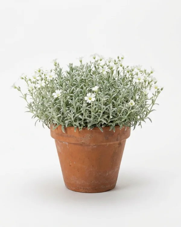 Silverarv — Cerastium tomentosum 'Silberteppich'