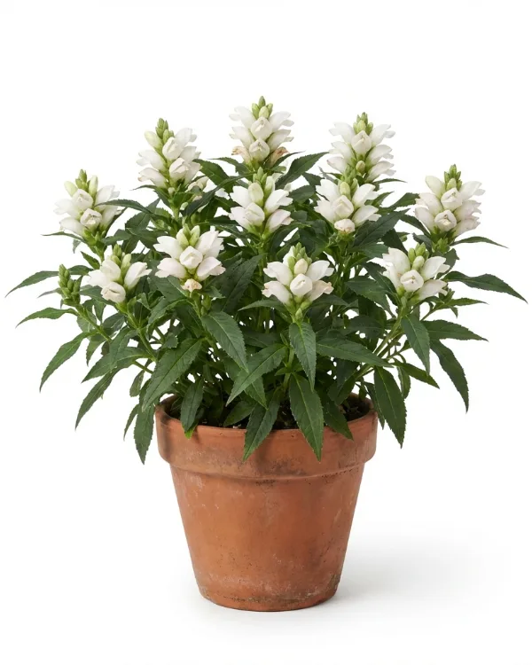 Sköldpaddsört — Chelone glabra (obliqua 'Alba')