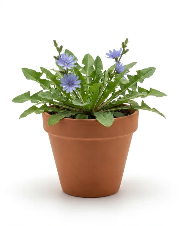 Cikoria — Cichorium intybus