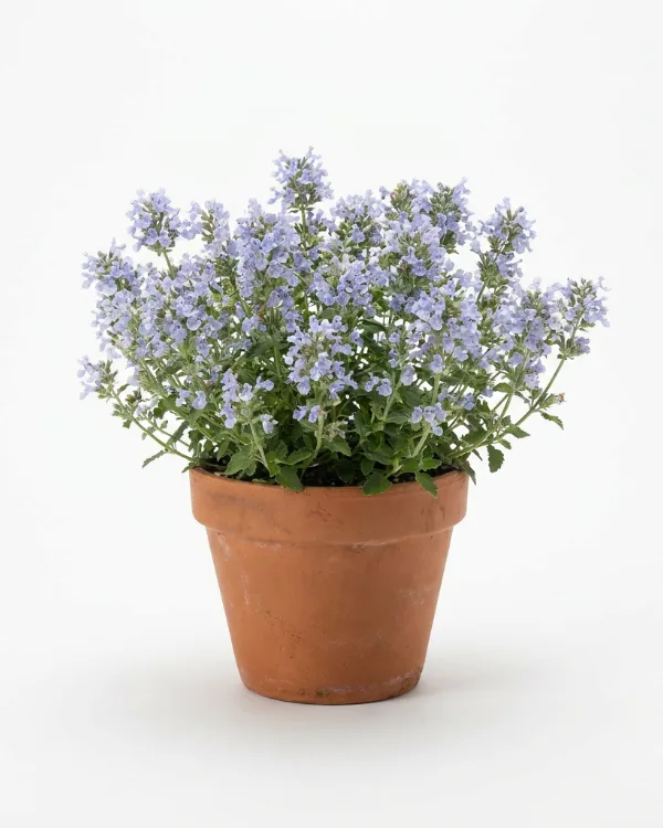 Stenkyndel — Clinopodium nepeta 'Blue Cloud' (Calamintha)