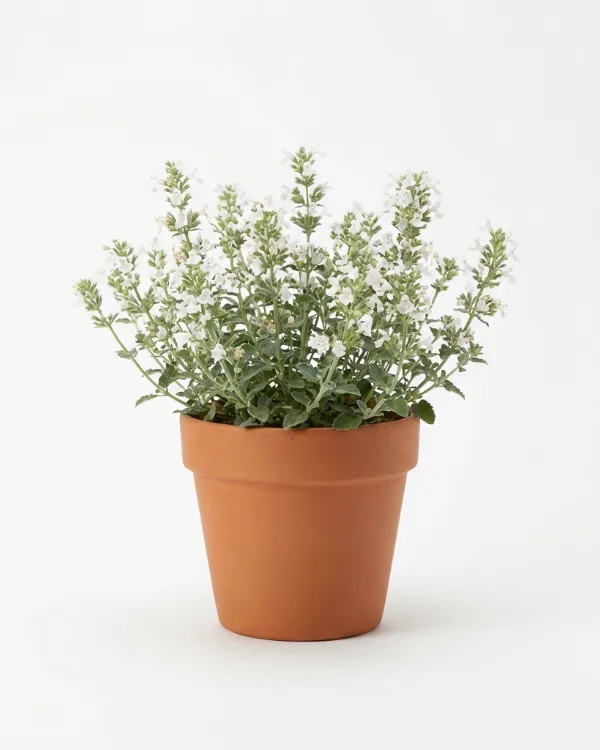 Stenkyndel — Clinopodium nepeta 'White Cloud' (Calamintha)