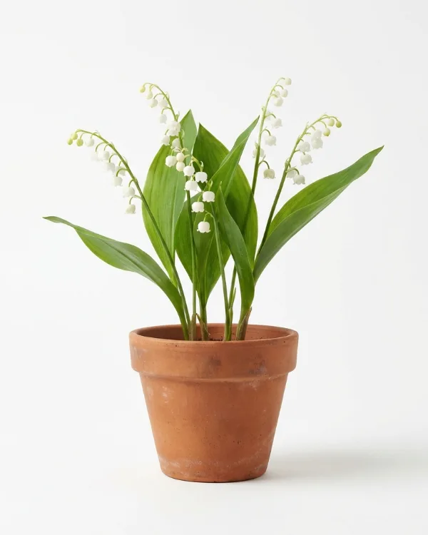 Liljekonvalj — Convallaria majalis