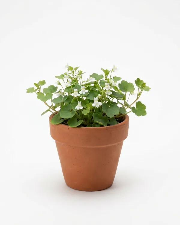 Storblommig murreva — Cymbalaria pallida 'Alba'