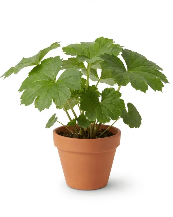 Sköldbräcka — Darmera peltata