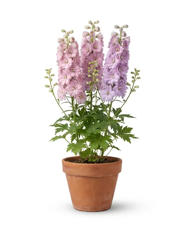 Trädgårdsriddarsporre — Delphinium Elatum-Gr. 'Astolat'