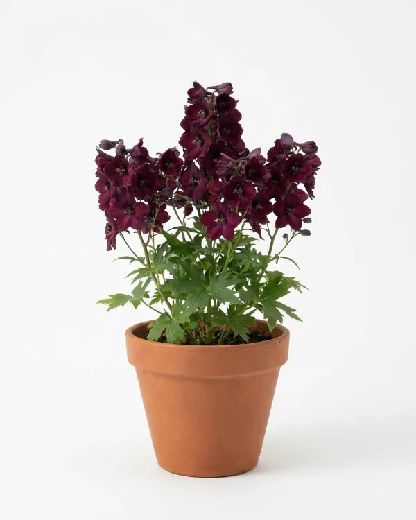 Trädgårdsriddarsporre — Delphinium Elatum-Gr. 'Black Knight'