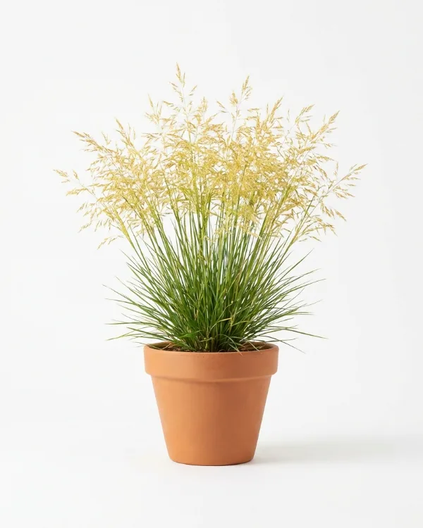Tuvtåtel (liten kruka) — Deschampsia cespitosa 'Goldschleier' (liten kruka)