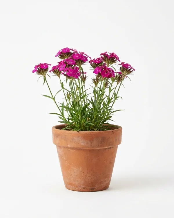 Brödranejlika — Dianthus carthusianorum
