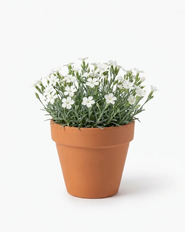 Backnejlika — Dianthus deltoides 'Albiflorus'