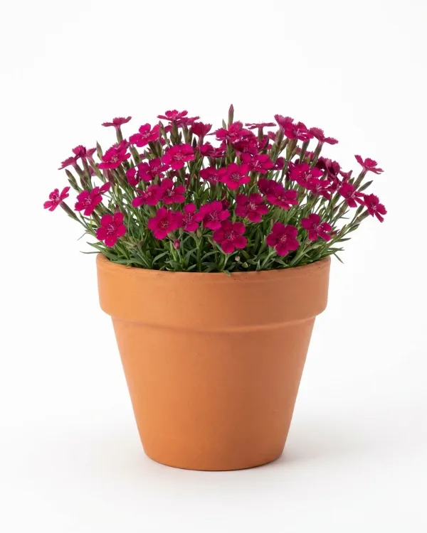 Backnejlika — Dianthus deltoides 'Brilliant'