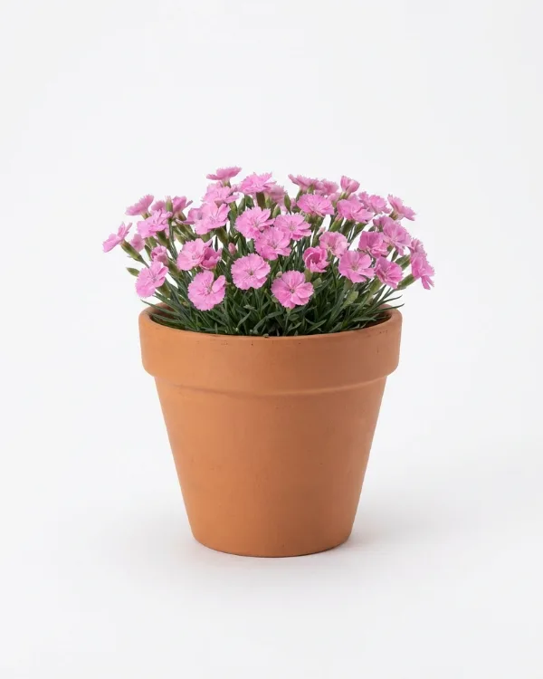 Bergnejlika — Dianthus Gratianopolitanus-Gr. 'Pink Jewel'