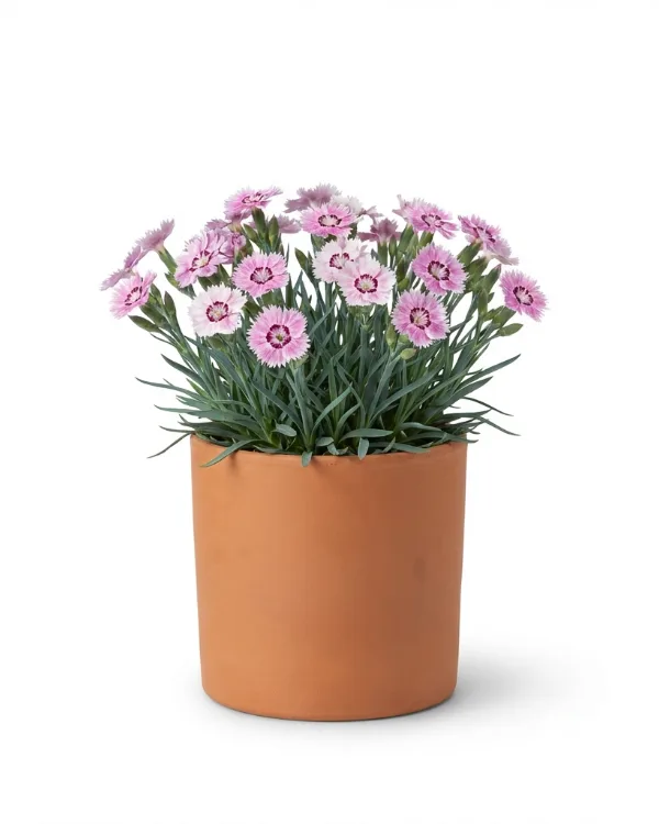 Fjädernejlika — Dianthus Plumarius-Gr. 'Frösön' G.K.