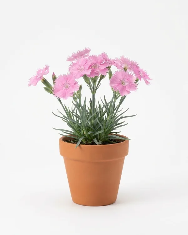 Fjädernejlika — Dianthus Plumarius-Gr. 'Marieberg' G.K.