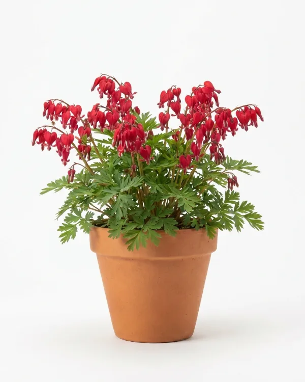 Fänrikshjärta — Dicentra Rokujo-Gr. 'Luxuriant'   Inkrukad barrot