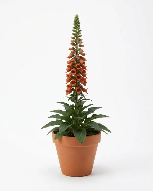 Fingerborgsblomma — Digitalis ferruginea 'Gigantea'