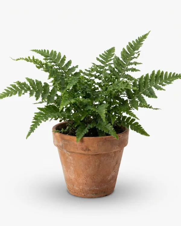 Raggträjon — Dryopteris affinis 'Crispa'