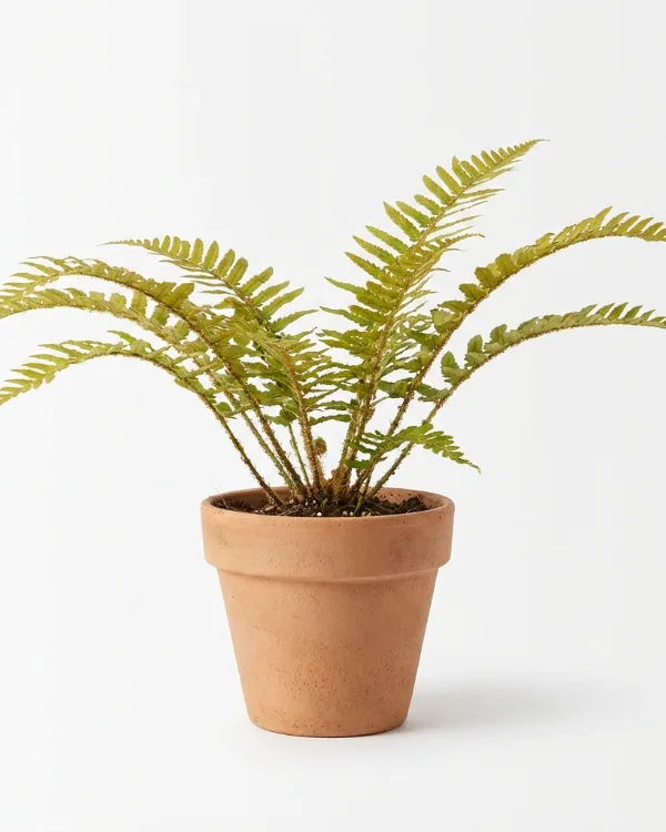 Raggträjon — Dryopteris affinis