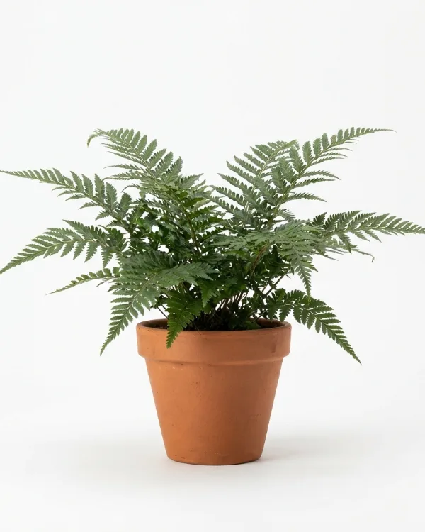 Lurvbräken (liten kruka) — Dryopteris cycadina  ÅRETS PERENN 2026 (liten kruka)