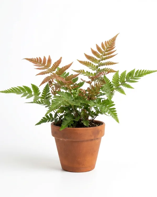 Blodbräken, Bronsbräken — Dryopteris erythrosora