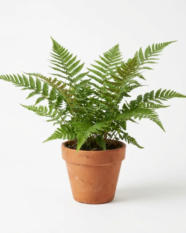 Träjon (liten kruka) — Dryopteris filix-mas (liten kruka)