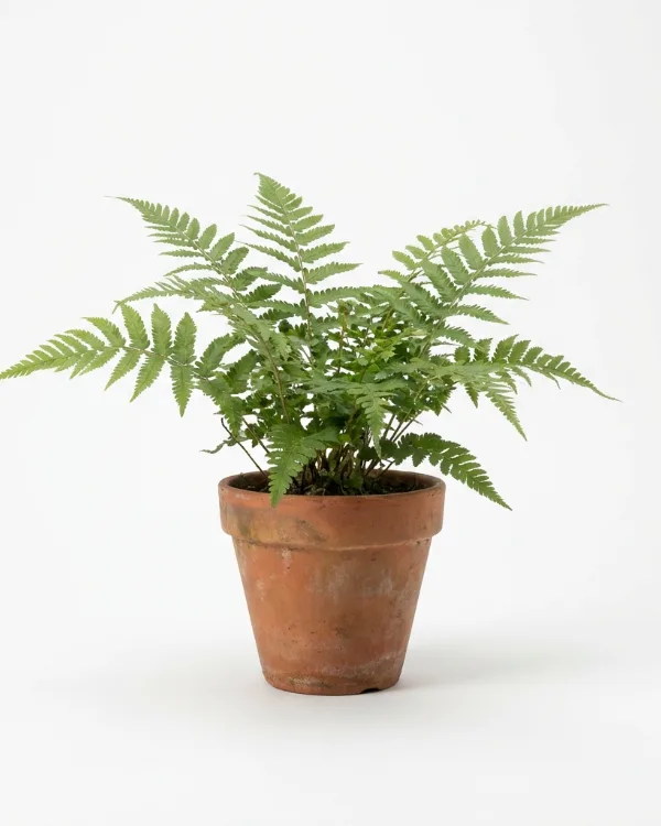 Svansbräken — Dryopteris wallichiana