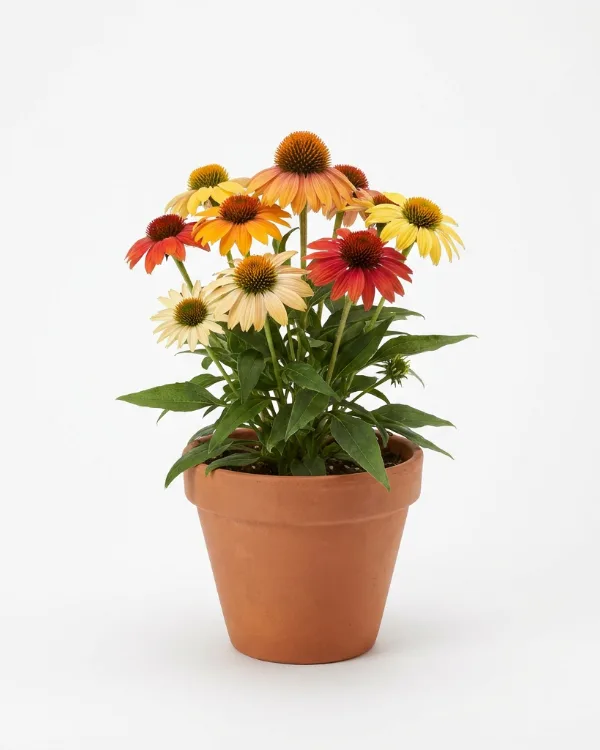 Solhatt — Echinacea 'Cheyenne Spirit'