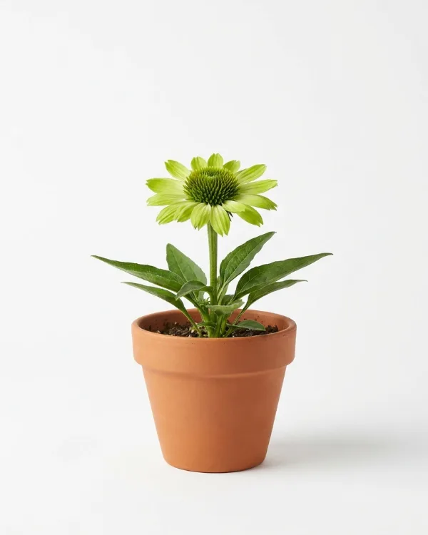 Solhatt — Echinacea 'Green Jewel'