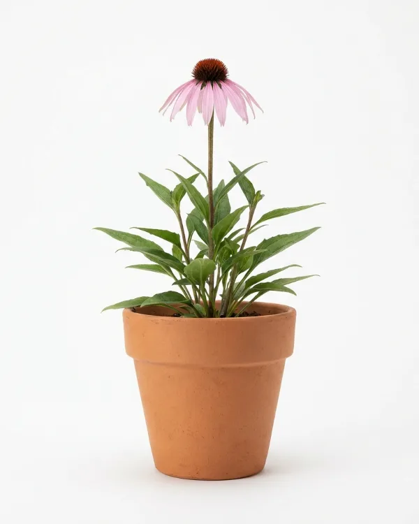 Läkerudbeckia — Echinacea pallida