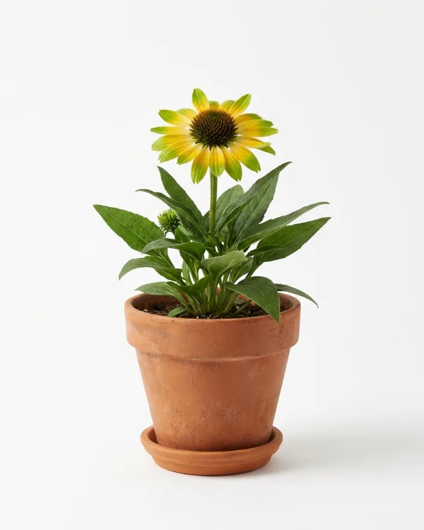 Läkerudbeckia — Echinacea paradoxa