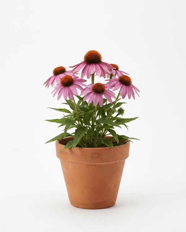 Solhatt — Echinacea PRETTY PARASOLS Ny 2026